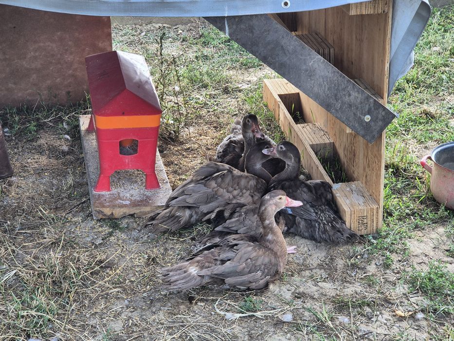 Rate mute ciocolatiu,de vanzare!