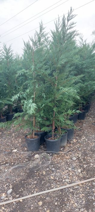 Leylandii,laur englezesc,photinia,gard viu, plante ornamentale