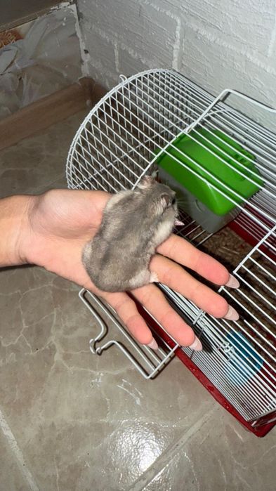 Продам хомячков с клеткой