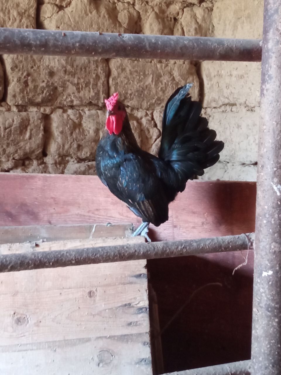 Yapon xoʻroz sotiladi