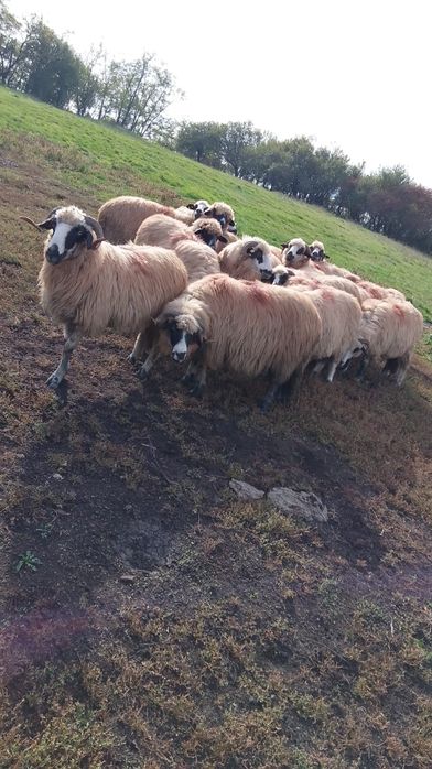 Vând Animale ce se vede