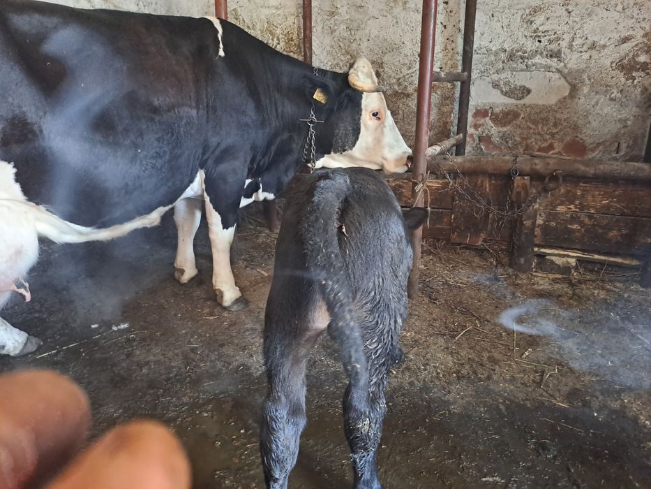 Vând vaca cu vițel