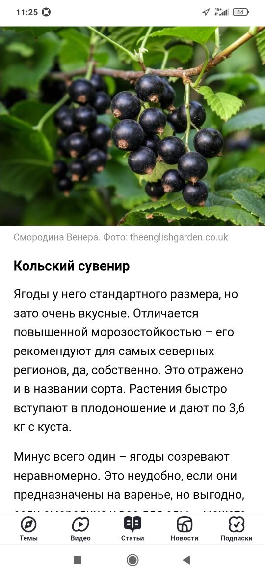 Продам саженцы смородины