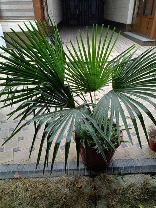 Гул сотилади яшил катта палма гул