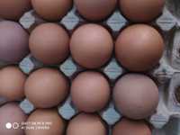 Инкубационные яйца Ломан браун