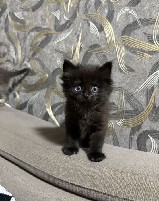 отдам котенка красивую девочку