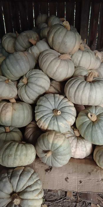 Продавам тикви собствено производството