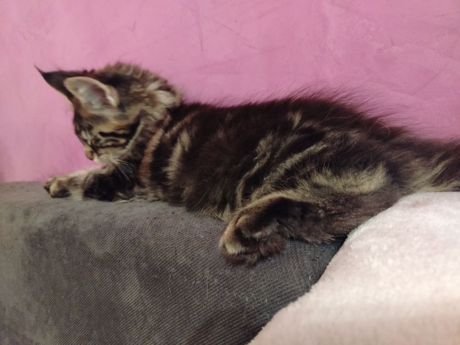 Baietel rasa pura Maine Coon
