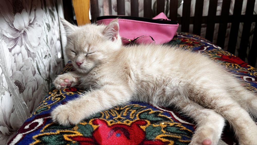 чистопородный скотиш страйт