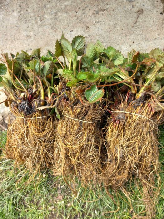 Продавам Разсад Ягоди