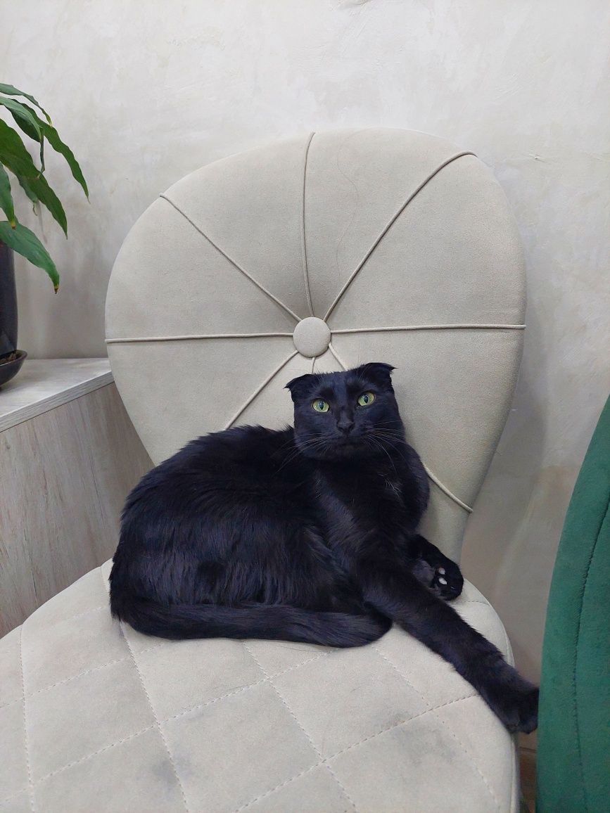 Кошка скоттиш фолд кастрированная. Ташкент