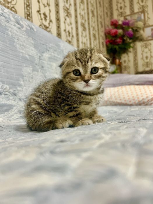 Шотланский Скоттиш фолд !