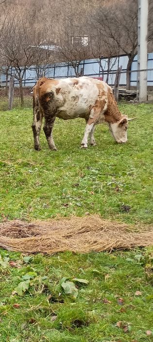 Vând vacă pentru abator