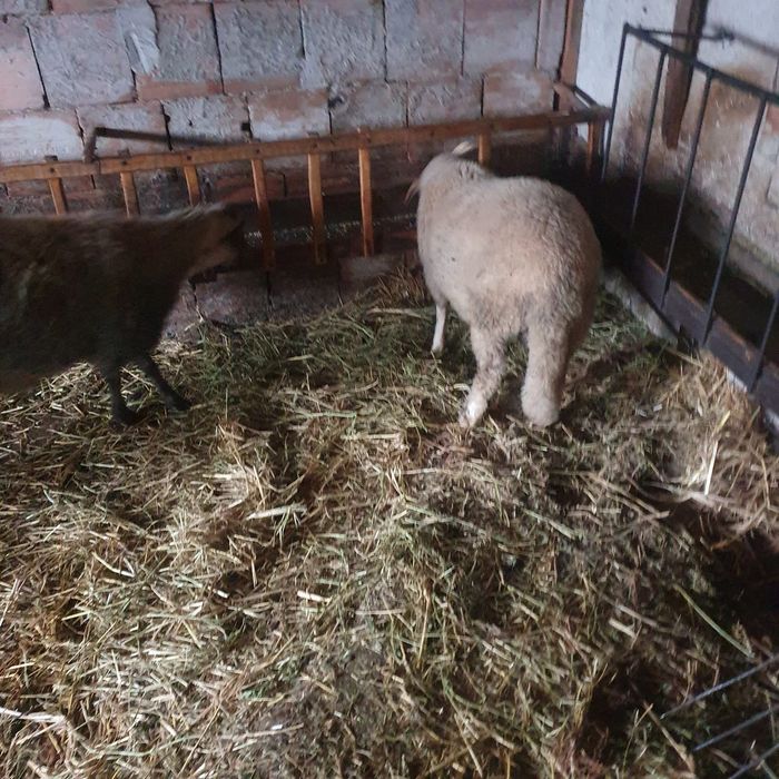 Агнета на 7 месеца – по договаряне (на килограм)