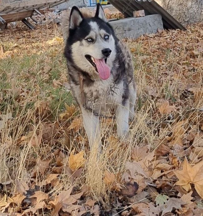 Сибир Хаски сотилади