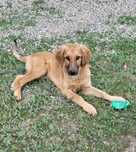 Căutăm familii pentru 6 cățeluși abandonați