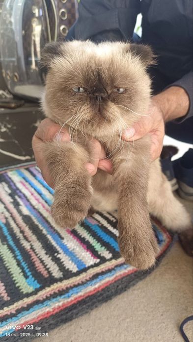 Продам своего кота