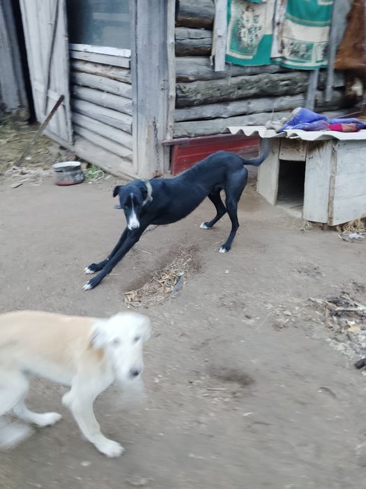 Геейхаунд рабочи