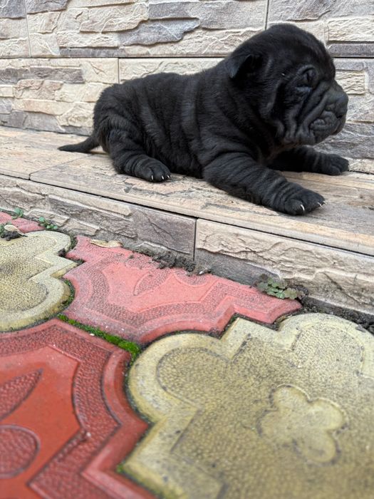 Fetita shar pei/sharpei