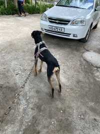 doberman 1 yosh erkak kuchuk sotiladi yoki kuchukka barter qilinadi