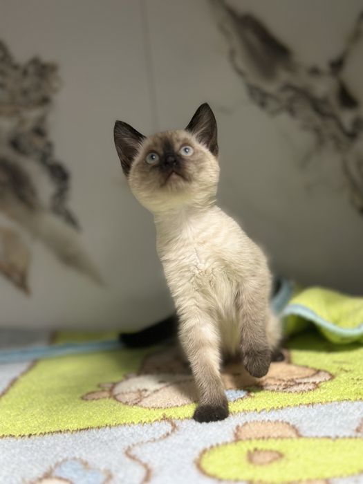 Продаеться Девочка Голубоглазая красотка