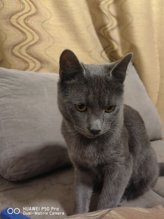 Руска Синя Котка с паспорт и ваксина