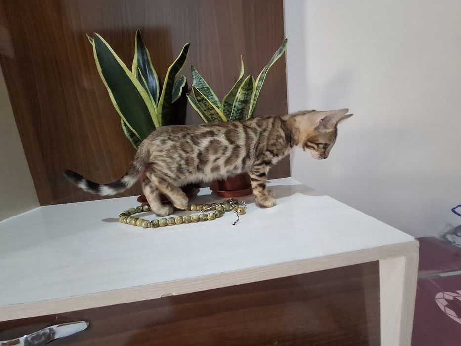 Продаётся бенгальский котёнок