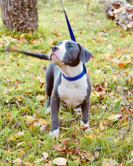 Fetiza minunata de American Staffordshire Terier Blue