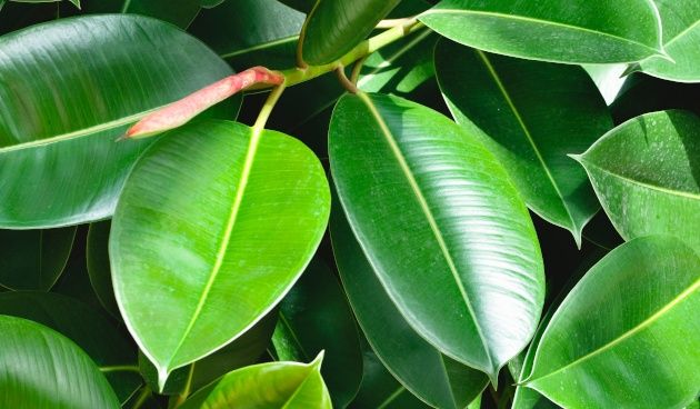 Фикус каучуконосный взрослое дерево