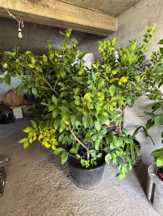 Лимонови дървета