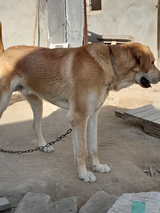 Родезийский   риджбек.