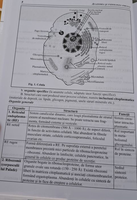 Compendiu:Anatomie și Fiziologia omului -Corint
