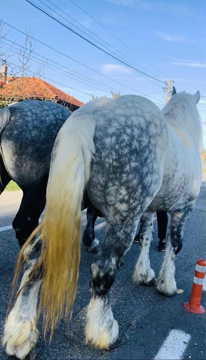 Mânză Percheron de 5 luni