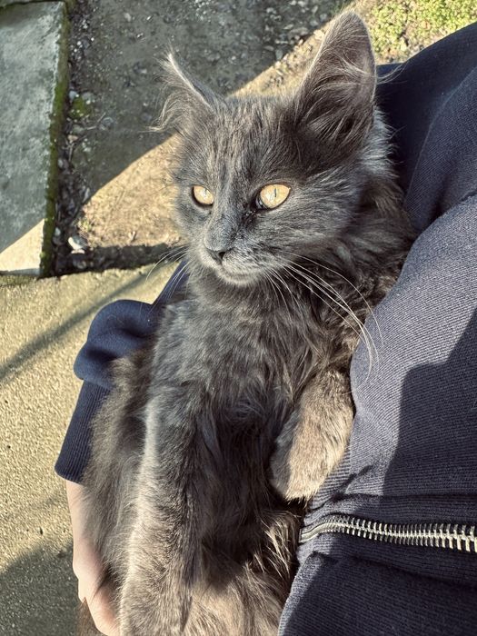 Pisicuțe spre adopție