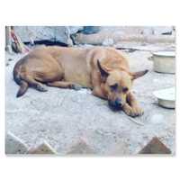 Пропала собака в мирабадском районе!