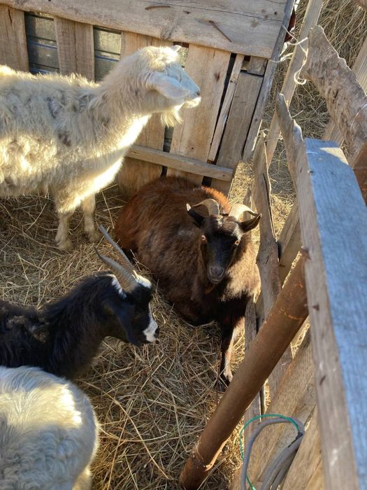 Продам коз, ешкі сатамын