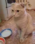 Отдам шотландского вислоухого кота