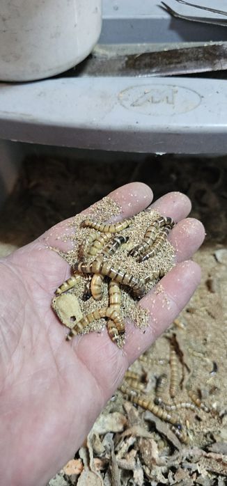 Viermi Superworms si Mealworms
