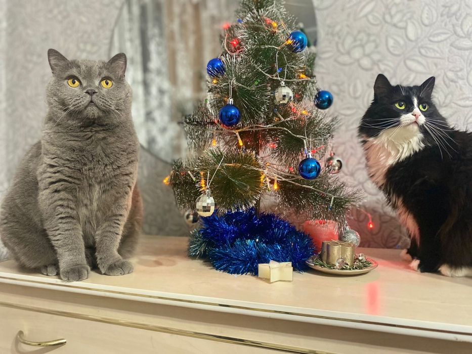 Кошечка в хорошие руки