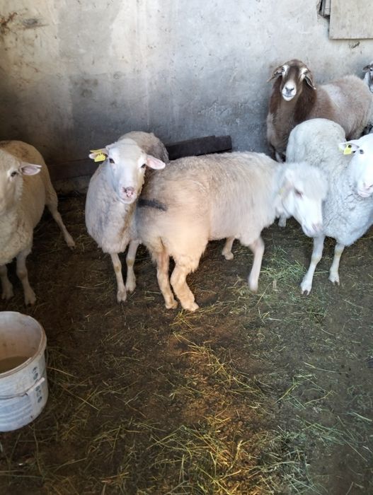 Бараны Овцы Барашки