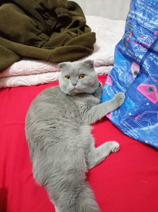 Srochna sotiladiZotdor mushuk scotsh fold