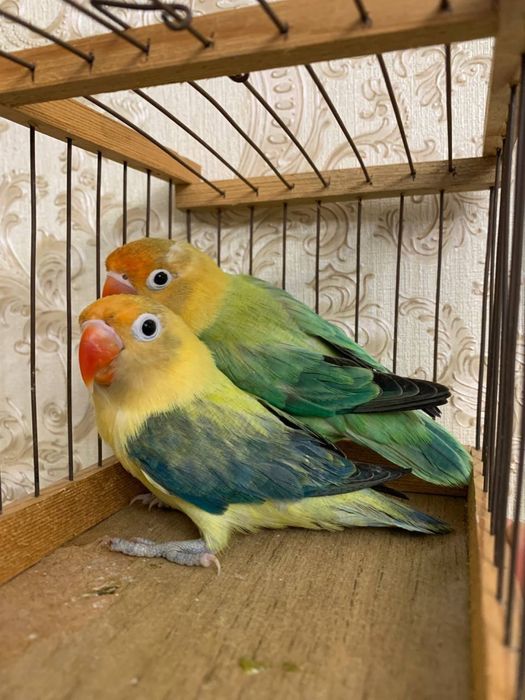 Nerazushka papugay toti nerazluchka