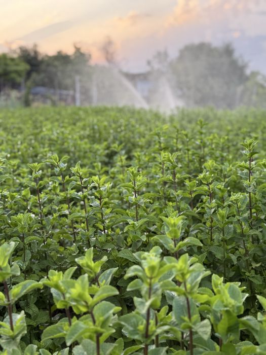 Menta olandeza in curs de certificare bio!