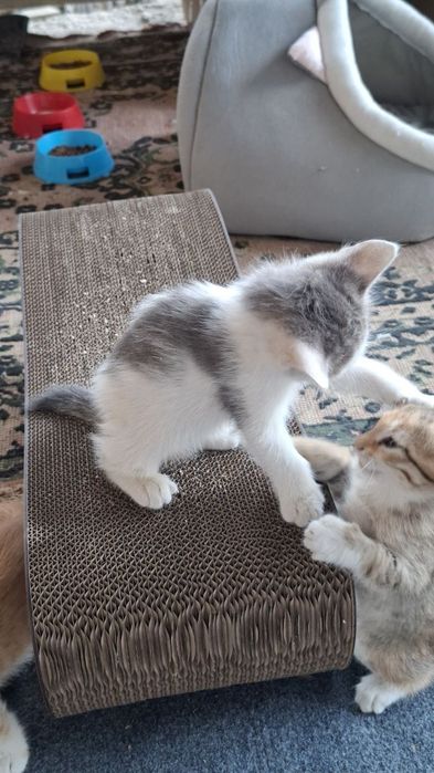 Милые котята,отдам даром в хорошие руки.
