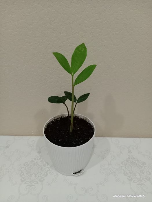 Комнатные цветы в подарок. Замиокулькас (долларовое дерево).