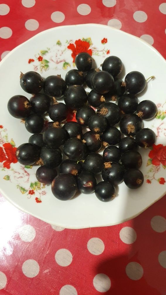 Продам дачную ароматную черную смородину