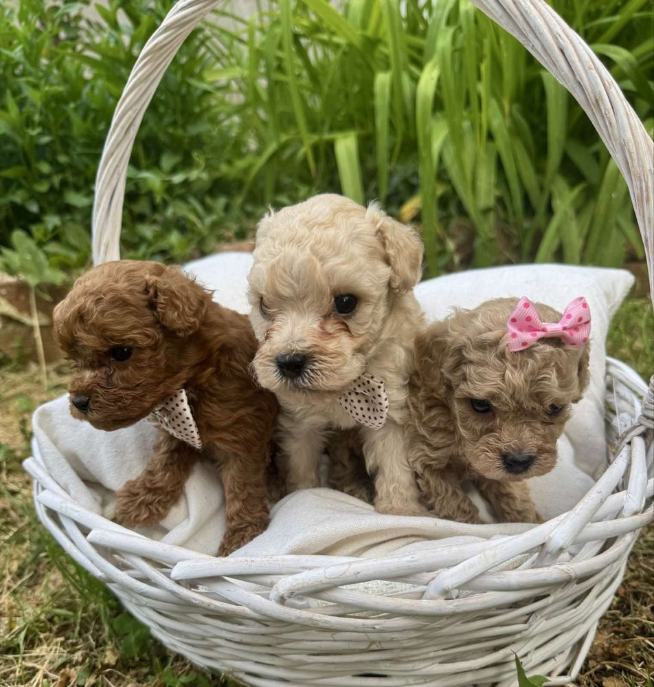 Пудел той / Toy poodle