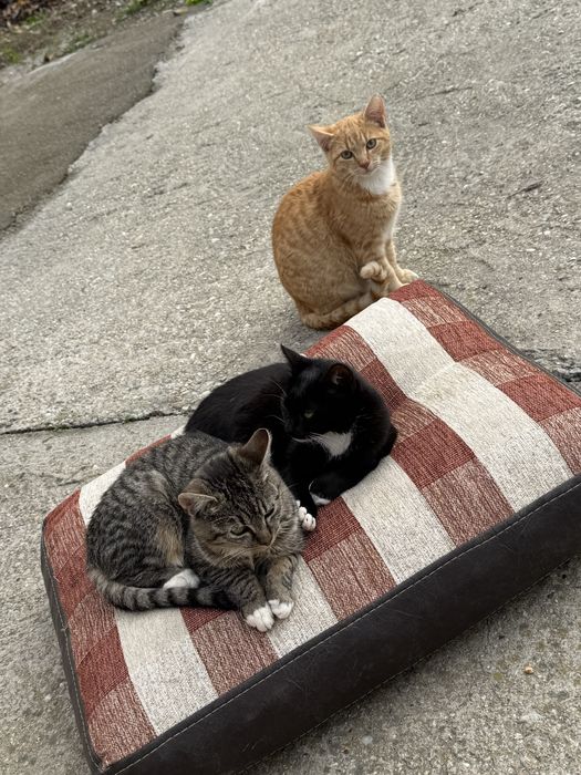 Donez 2 motani si o pisica