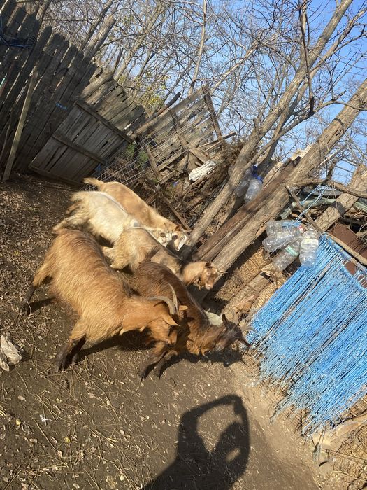 Vand capre de rasa si 2 tapi castrati de anul asta