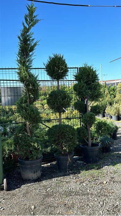 Mesteaca alb tuia zmarald laur englezesc artar japonez spirale pon pon